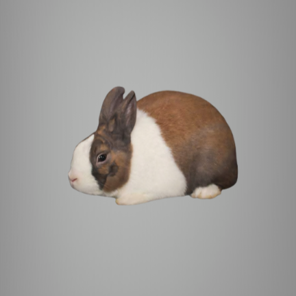Recognized Varieties — dutchrabbit.com